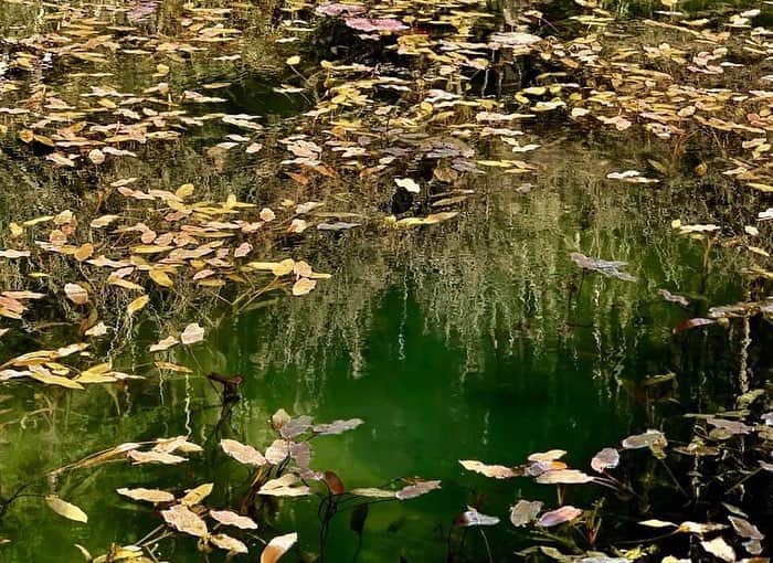 山本ミッシェールのぞみさんのインスタグラム写真 - (山本ミッシェールのぞみInstagram)「岐阜には「モネの池」がある😊 名もない池がその美しさから注目されています！ 先週末は岐阜を堪能してきました！  #モネの池  #通称モネの池  #名もない池  #岐阜」4月11日 7時20分 - michelle_yamamoto