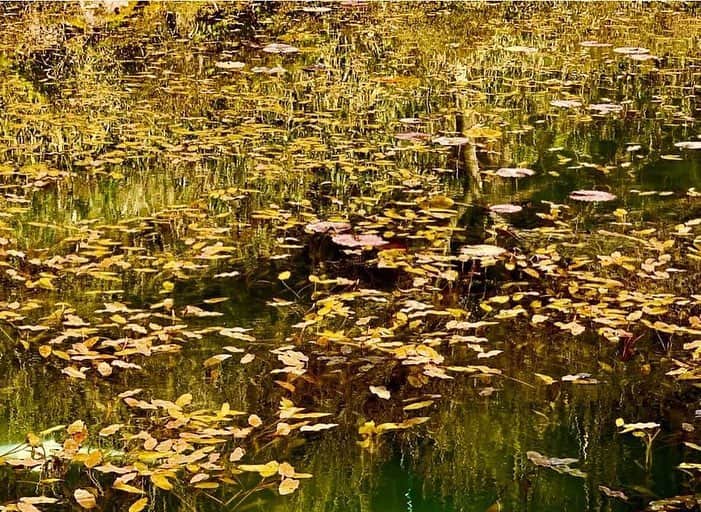 山本ミッシェールのぞみさんのインスタグラム写真 - (山本ミッシェールのぞみInstagram)「岐阜には「モネの池」がある😊 名もない池がその美しさから注目されています！ 先週末は岐阜を堪能してきました！  #モネの池  #通称モネの池  #名もない池  #岐阜」4月11日 7時20分 - michelle_yamamoto