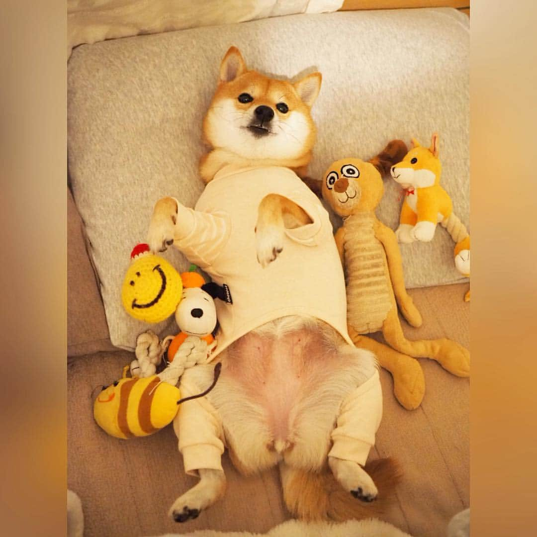 豆柴にこちゃんさんのインスタグラム写真 - (豆柴にこちゃんInstagram)「🐶 おはよー 久しぶりにパジャマ‼️ . #柴犬#豆柴#pecoいぬ部#犬#わんこ#犬#ここ柴部#shibainu#dog#mameshiba#pecotv#dog#いぬのきもち部#しばいぬ#しばけん#こいぬ#シバイヌ#いぬ#イヌ#赤柴#マメシバ#ペット#日本犬#子犬#puppy#doggo#pet」4月11日 7時20分 - nikochan.mame48