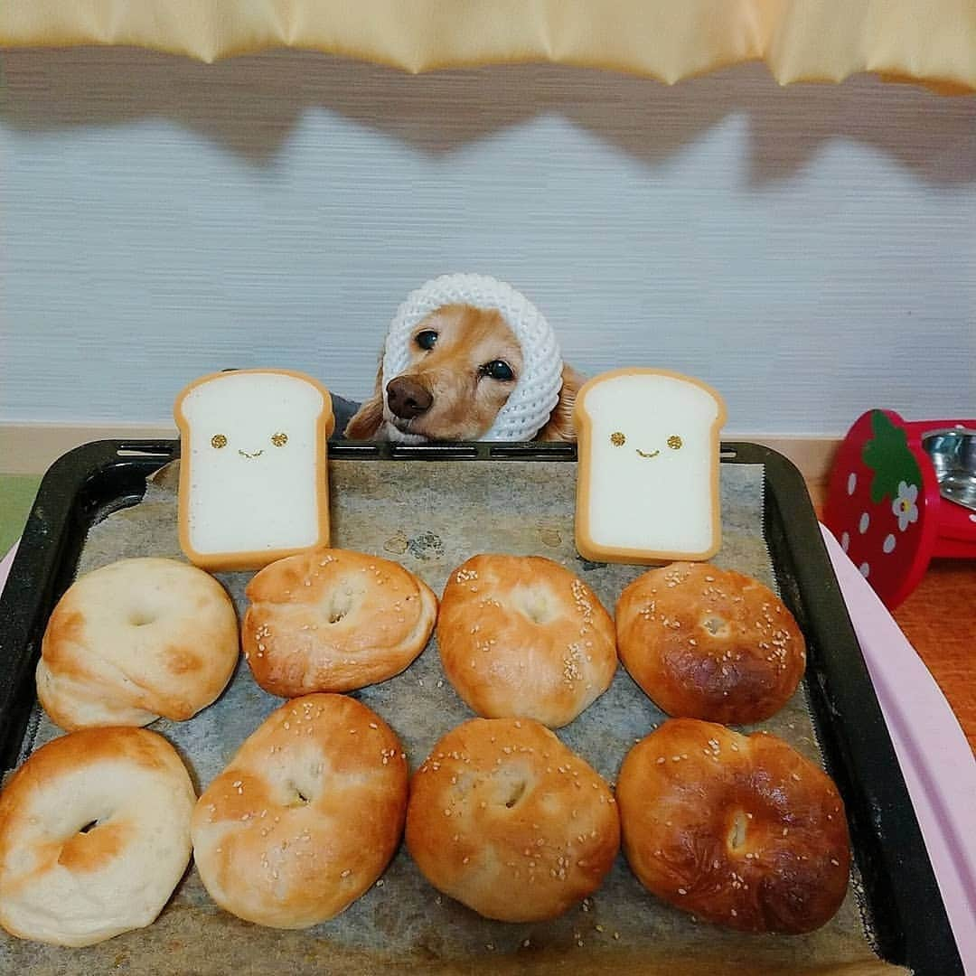 ピックさんのインスタグラム写真 - (ピックInstagram)「おはよー🍞 ベーグル焼き上がりました～🐶 、 美味しいベーグル いらんかね～🐶 、 モーニングいらんかね～🐶 、 真ん中にわんこベーグルありますよー❤️ 、 初めてプレーンベーグルと、チーズゴマベーグル焼いたけど、これまた、美味しかった😃 、 プレーンには、マーマレードクリームチーズ入れて❗ 、 今日は、吹き飛ばされそうな風だけど❗ 頑張っていこーねー、 、 @himekochama みかさん作のかわいい羊毛🐰ちゃんも飛び入りだよ😃 、 #ベーグル #パン屋 #手作りパン #うさぎ #羊毛フェルト #美味しい  #モーニング #instadog #ilovedog #dogstagram #west_dog_japan #all_dog_japan #todayswanko #ミニチュアダックス #ミニチュアダックスフンド #イヌスタグラム #いぬすたぐらむ #犬 #だいすき #美容 #ダイエット #いぬドル #かわいい #シニア犬 #14歳 #ピック #モデル犬 #イケワン #わんわん小学校」4月11日 7時23分 - pick09040904