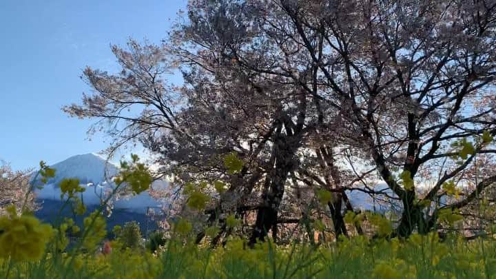 phantastic420のインスタグラム：「. 🤩🤩“Shizuoka” prefecture in Japan is a place where you can see the most “phantastic” Mt. Fuji🗻 in the world.🤩 #富士山 #mtfuji #japan #shizuoka #fujinomiya  #phantastic420photography #mostphantasticmtfuji #selamatpagi  #goodmorning  #おはようございます 😇😇😇😇😇😇😇🗻😇😇 ものすごい強風です🤣🌸散っちゃうよ〜🤣」