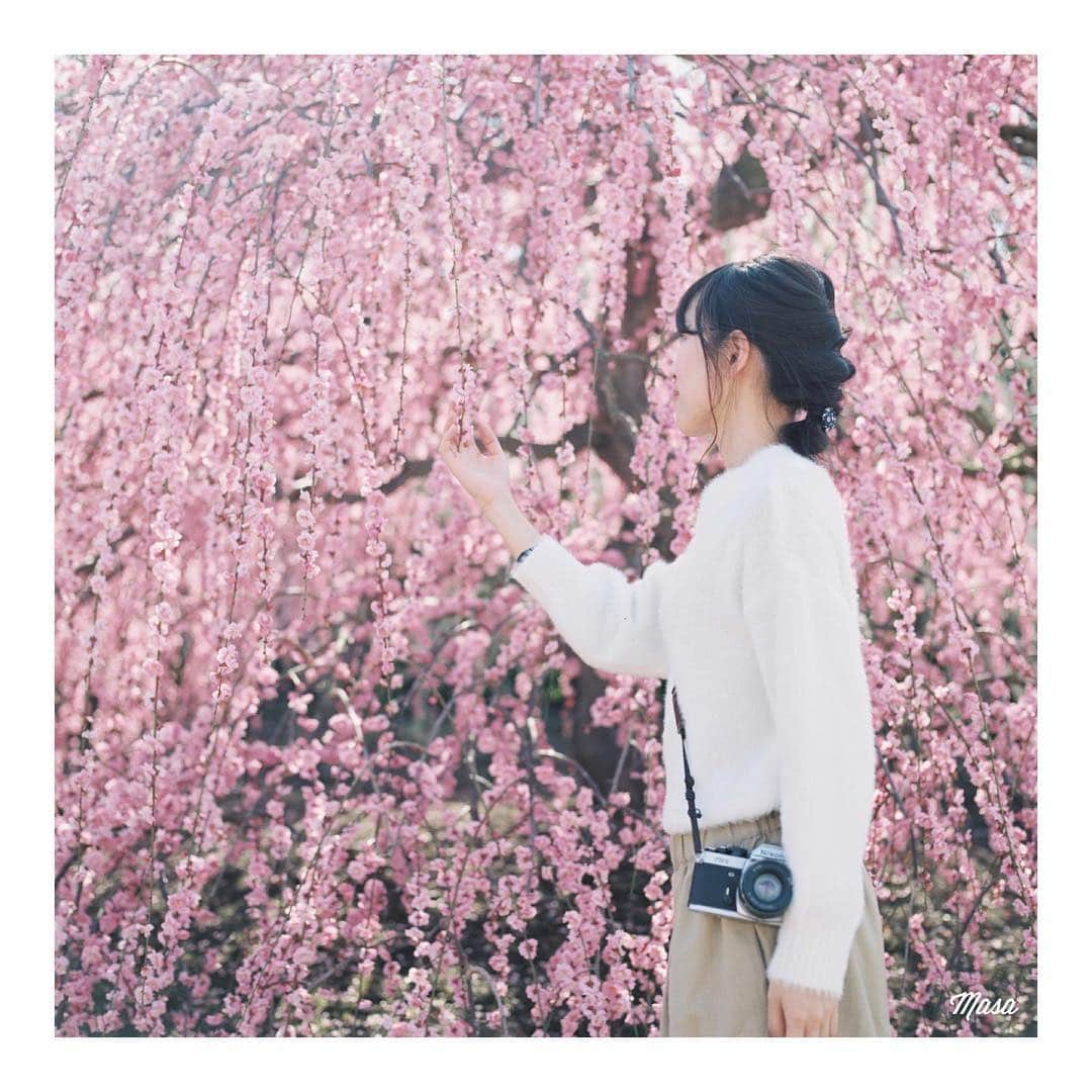 Masaさんのインスタグラム写真 - (MasaInstagram)「. . . まだ桜のフィルムが返ってきてないので梅😌 土曜はなんとか大丈夫そうだけど日曜は雨か〜 . 撮影日 : 2019年3月9日 . #まっセル #ヤマプリ #hasselblad #ハッセルブラッド #instagramjapan #igersjp #tokyocameraclub #film_com #impression_shots #art_of_japan_ #photogenic_jp #GPW_members_only #good_portraits_world #film_jp #film #フィルム #filmcamera #filmphotography #portrait #ポートレート #日本 #photogram_archive #todays_blue_collection #pof_ig #hibi_jp #枝垂れ梅 #hasselblad_diary #はなまっぷ #三重 #鈴鹿の森庭園」4月11日 7時33分 - masa_nikonist