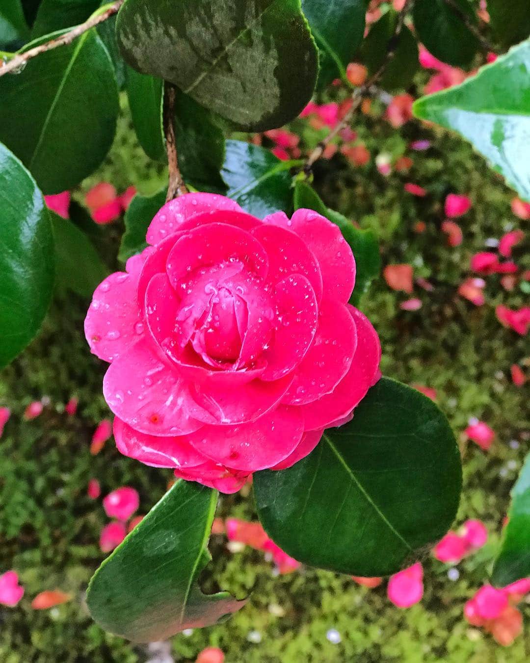 Rodner Figueroaさんのインスタグラム写真 - (Rodner FigueroaInstagram)「Una flor para ti!!! 🌺 A beautiful flower for you!!! 🙏🏻 #kyoto #ryoanji #ryoanjitemple #camellia #camelia #japan #japon」4月11日 7時43分 - rodnerfigueroa
