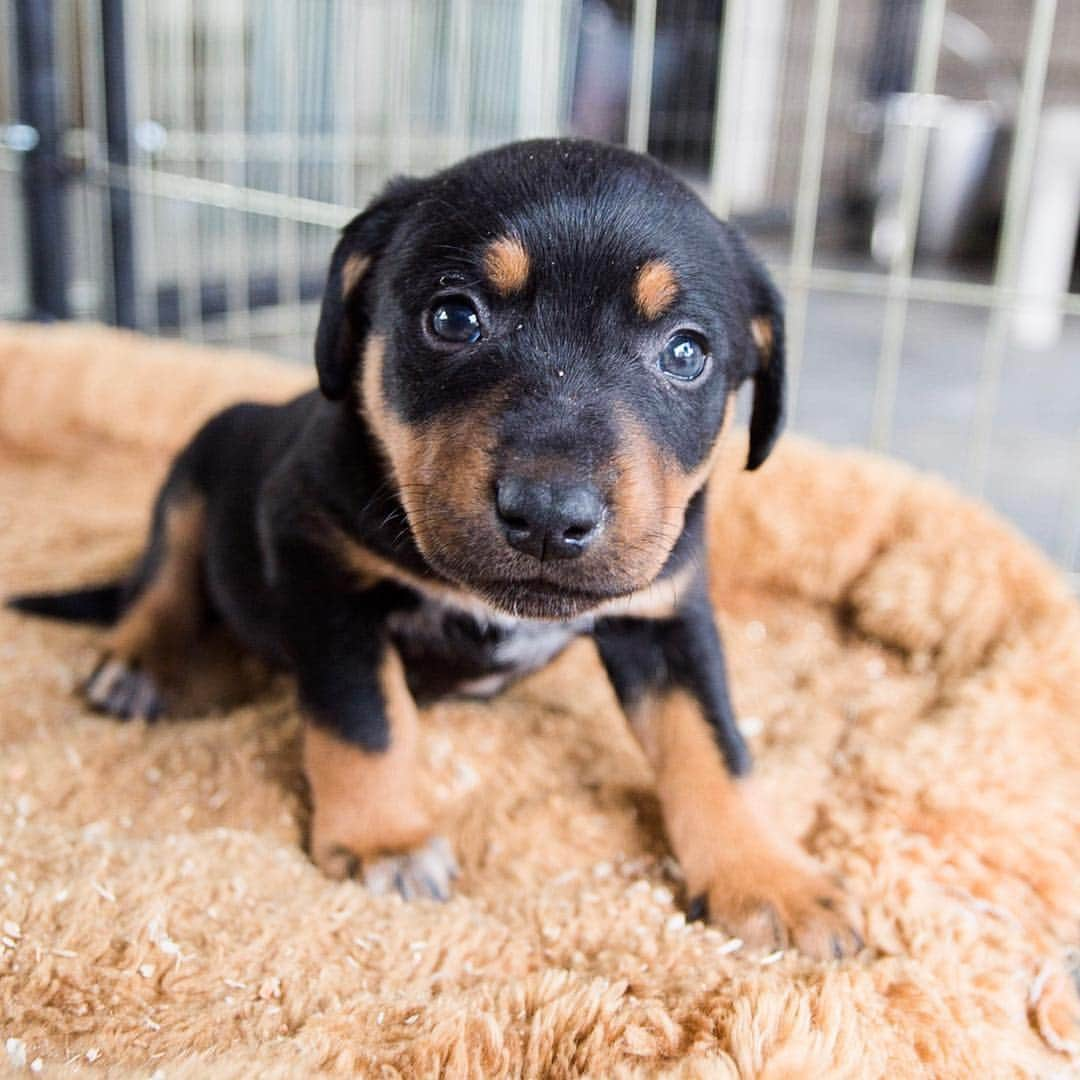 The Dogistさんのインスタグラム写真 - (The DogistInstagram)「We’re going on another #RescueRide this week in California! We’re partnering with The Central Valley Rescue Railroad and Helen Woodward Animal Center (@hwac). We’ll be transporting a mother and her six puppies from Fresno to San Diego, CA. They were found in a rubble pile on an abandoned property near Fresno, which is a common occurrence for the area, unfortunately. We’ll be taking them to San Diego, where they’ll have a better chance for adoption. @Teslamotors was awesome enough to loan us their Model X P100D to cruise in and try out their new #DogMode. Stay tuned for updates along the drive on our stories!」4月11日 7時53分 - thedogist