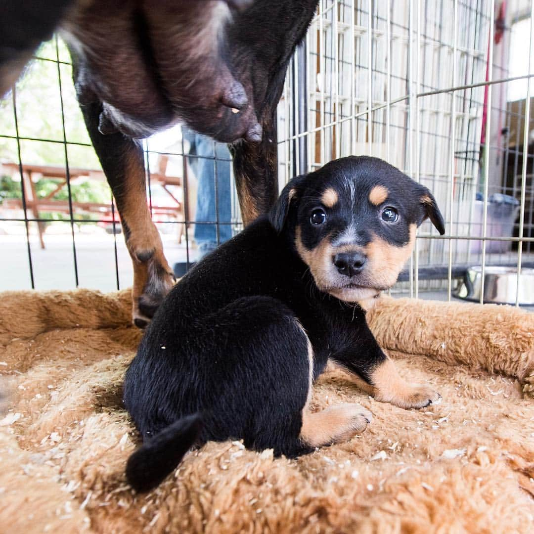 The Dogistさんのインスタグラム写真 - (The DogistInstagram)「We’re going on another #RescueRide this week in California! We’re partnering with The Central Valley Rescue Railroad and Helen Woodward Animal Center (@hwac). We’ll be transporting a mother and her six puppies from Fresno to San Diego, CA. They were found in a rubble pile on an abandoned property near Fresno, which is a common occurrence for the area, unfortunately. We’ll be taking them to San Diego, where they’ll have a better chance for adoption. @Teslamotors was awesome enough to loan us their Model X P100D to cruise in and try out their new #DogMode. Stay tuned for updates along the drive on our stories!」4月11日 7時53分 - thedogist