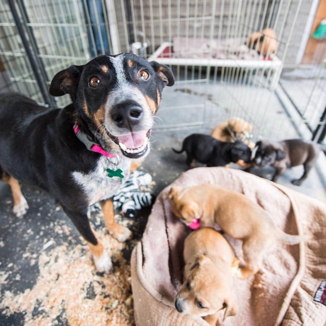 The Dogistさんのインスタグラム写真 - (The DogistInstagram)「We’re going on another #RescueRide this week in California! We’re partnering with The Central Valley Rescue Railroad and Helen Woodward Animal Center (@hwac). We’ll be transporting a mother and her six puppies from Fresno to San Diego, CA. They were found in a rubble pile on an abandoned property near Fresno, which is a common occurrence for the area, unfortunately. We’ll be taking them to San Diego, where they’ll have a better chance for adoption. @Teslamotors was awesome enough to loan us their Model X P100D to cruise in and try out their new #DogMode. Stay tuned for updates along the drive on our stories!」4月11日 7時53分 - thedogist