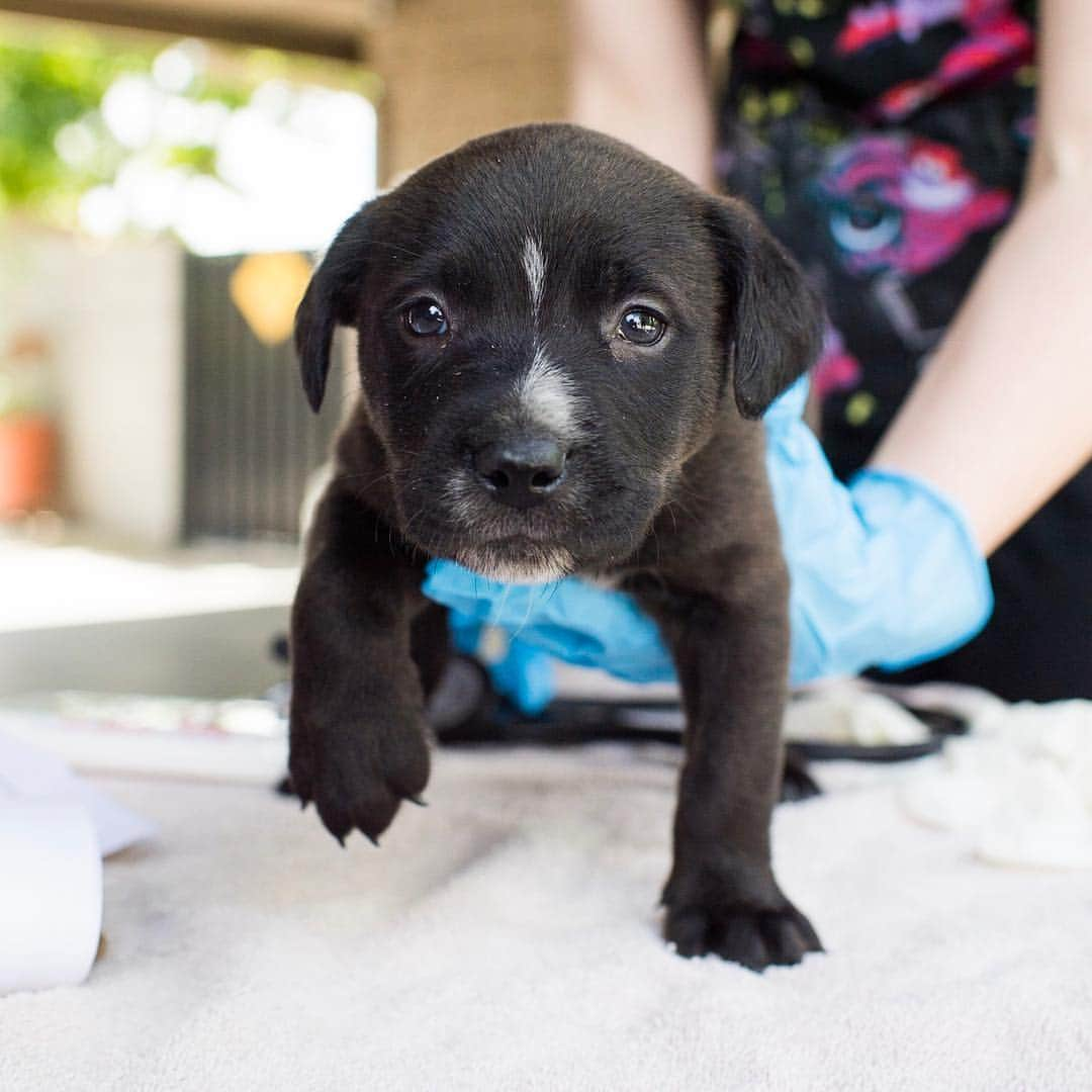 The Dogistさんのインスタグラム写真 - (The DogistInstagram)「We’re going on another #RescueRide this week in California! We’re partnering with The Central Valley Rescue Railroad and Helen Woodward Animal Center (@hwac). We’ll be transporting a mother and her six puppies from Fresno to San Diego, CA. They were found in a rubble pile on an abandoned property near Fresno, which is a common occurrence for the area, unfortunately. We’ll be taking them to San Diego, where they’ll have a better chance for adoption. @Teslamotors was awesome enough to loan us their Model X P100D to cruise in and try out their new #DogMode. Stay tuned for updates along the drive on our stories!」4月11日 7時53分 - thedogist