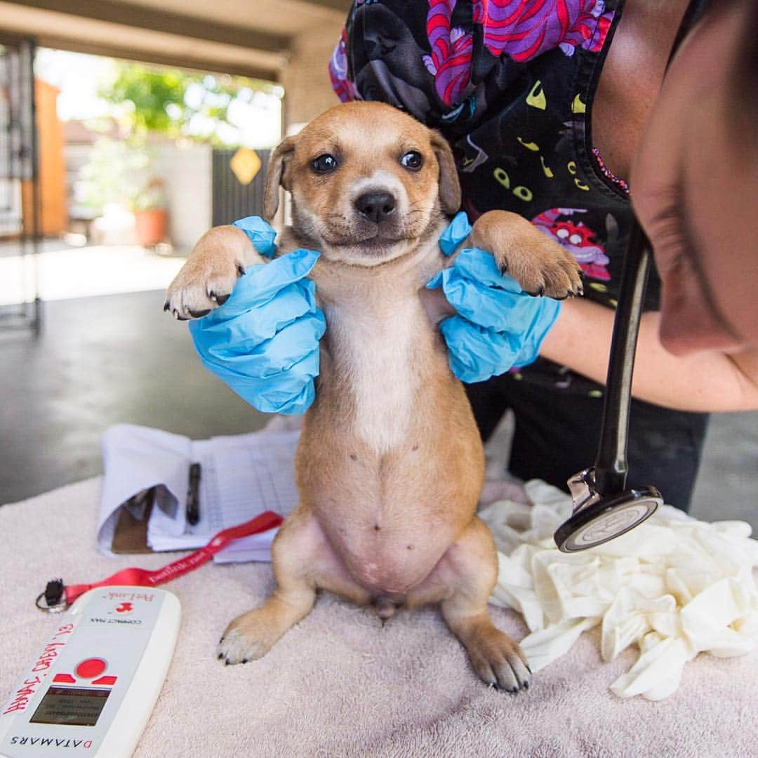 The Dogistさんのインスタグラム写真 - (The DogistInstagram)「We’re going on another #RescueRide this week in California! We’re partnering with The Central Valley Rescue Railroad and Helen Woodward Animal Center (@hwac). We’ll be transporting a mother and her six puppies from Fresno to San Diego, CA. They were found in a rubble pile on an abandoned property near Fresno, which is a common occurrence for the area, unfortunately. We’ll be taking them to San Diego, where they’ll have a better chance for adoption. @Teslamotors was awesome enough to loan us their Model X P100D to cruise in and try out their new #DogMode. Stay tuned for updates along the drive on our stories!」4月11日 7時53分 - thedogist