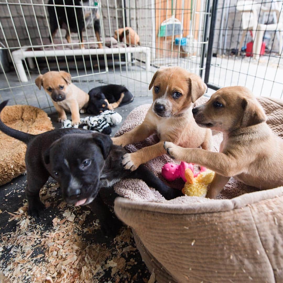 The Dogistさんのインスタグラム写真 - (The DogistInstagram)「We’re going on another #RescueRide this week in California! We’re partnering with The Central Valley Rescue Railroad and Helen Woodward Animal Center (@hwac). We’ll be transporting a mother and her six puppies from Fresno to San Diego, CA. They were found in a rubble pile on an abandoned property near Fresno, which is a common occurrence for the area, unfortunately. We’ll be taking them to San Diego, where they’ll have a better chance for adoption. @Teslamotors was awesome enough to loan us their Model X P100D to cruise in and try out their new #DogMode. Stay tuned for updates along the drive on our stories!」4月11日 7時53分 - thedogist