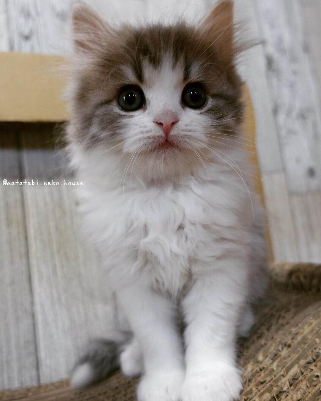 のインスタグラム：「🌞Mint's baby ・ ・ ミントちゃんベビー レオ君〜♪ ・ ・ #cutepetclub #my_loving_pet #catsofgram #animalslife #bestmeow #bestcats_oftheworld #cat_features #igcutest_animals #meowsandwoofs #nature_cuties #catsofinstagram #magnificent_meowdels #fluffy_n_adorable #animalphotograhy #iganimal_snaps  #animaladdicts #mofmo #scottishfold #scottishfoldlovers #excellent_cat #ペコねこ部  #scottishfoldsofinstagram #animal #beautifulcat #adorable #スコティッシュフォールド #picneko  #猫ブリーダー #またたび猫ハウス」