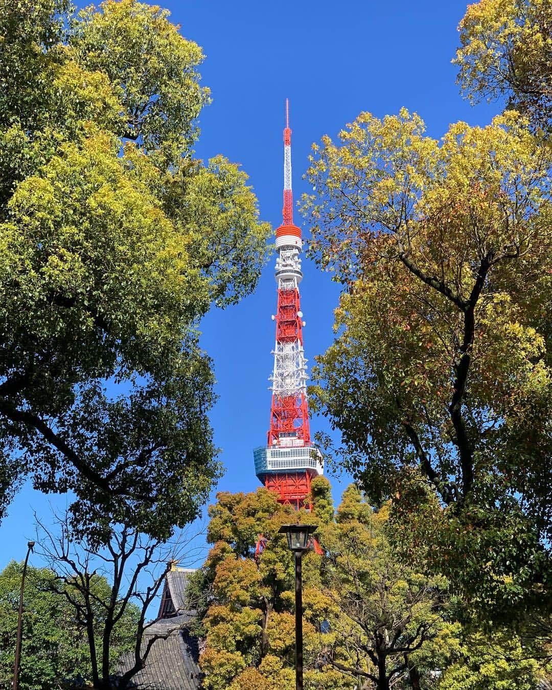 くろさんのインスタグラム写真 - (くろInstagram)「たわ！ #🗼 #tokyotower #東京タワー #芝公園 #shibapark #tokyo_instagram #blueskyblue #本日は晴天なり #晴天 #快晴 #青空 #新緑 #新緑の季節 #🗼🌳」4月11日 8時09分 - m6bmw