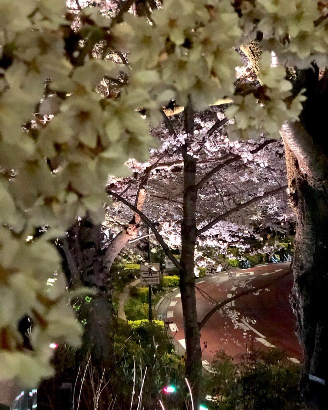美舟さんのインスタグラム写真 - (美舟Instagram)「2019平成最後の桜はしっかり見れた 🌸🌸🌸🌸🌸🌸🌸🌸🌸🌸🌸 #桜 #SAKURA #綺麗 #2019 #平成最後」4月11日 8時15分 - mifune2014