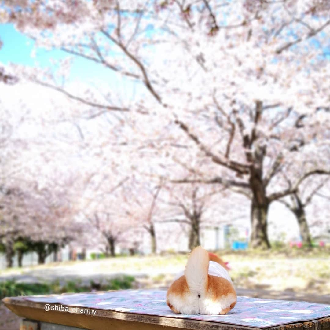 ちゃみさんのインスタグラム写真 - (ちゃみInstagram)「Sleepy 💤🌸 うとうと～😪 明日は暖かくなるかな 🌸 #桜 #お花見 #おやすみなさい #goodnight」4月10日 23時20分 - shiba_charmy