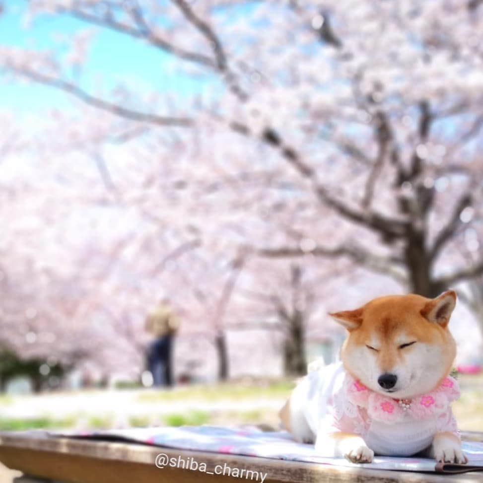 ちゃみのインスタグラム