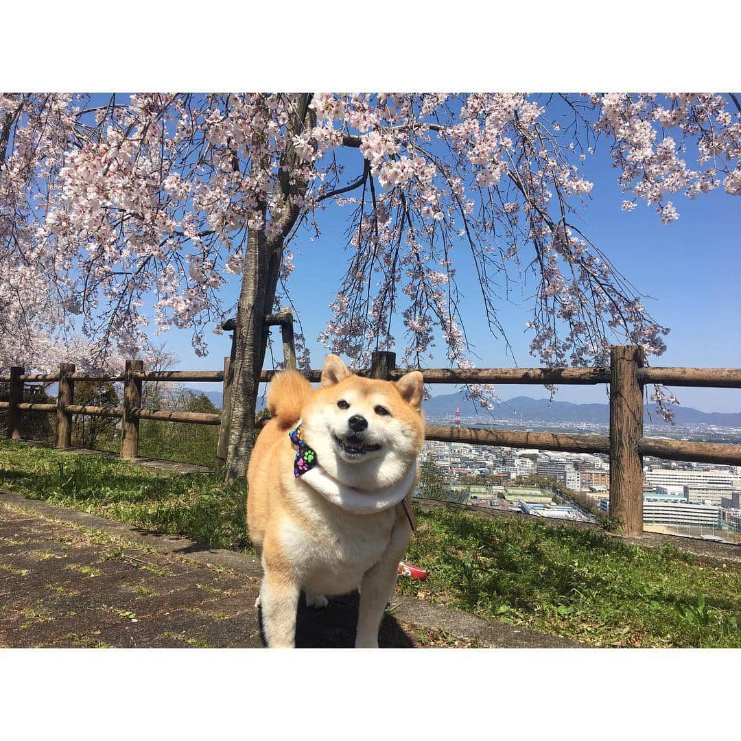 梅山茜さんのインスタグラム写真 - (梅山茜Instagram)「. ＊柴犬ちゃんたちっ🐕＊ 今日のゴジカル！はインスタ映え柴犬📷と題して #マメスケざえもん くんや #べりやん など 県内の愛くるしい柴犬たちをご紹介しました🌸 先日私も#チャロちゃん と#小梅ちゃん ペア (小梅ちゃんは梅！とも呼ばれてて私が反応😂) #豆侍くん #御忠実ちゃん カップルに 実際に会ってきましたが もう可愛くて可愛くて犬好きの私としては 終始幸せなロケでした🐕💕 そしてなんとスタジオにはその中からチャロちゃんが 遊びに来てくれましたっ🐶 特技のリンリン🛎も披露してくれてスタジオ中大興奮❤️ 癒されました、、、！！！！！ また遊びに来てねっ🐩☀️ ちなみに#ワイヤーフォックステリア を飼ってました🐶 . #ゴジカル#アナウンサー#女子アナ#四国放送#柴犬#柴犬マニア#柴犬部#柴すたぐらむ#犬#いぬすたぐらむ #犬すたぐらむ#徳島#徳島柴犬#豆柴#徳島柴ちゃん会#花見#桜#梅#shibainu#shibastagram#dog#dogstagram」4月10日 23時31分 - umeyama_akane