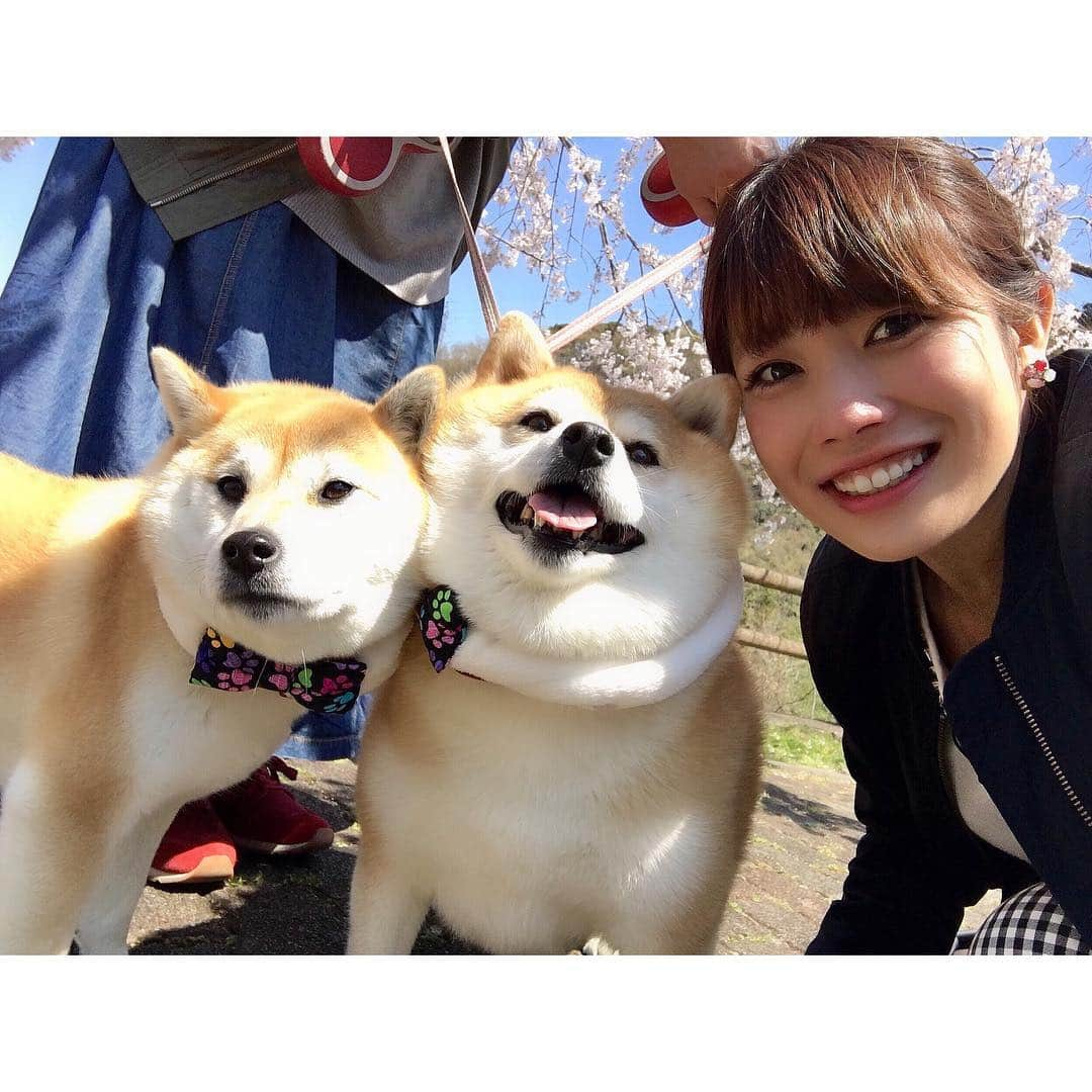 梅山茜さんのインスタグラム写真 - (梅山茜Instagram)「. ＊柴犬ちゃんたちっ🐕＊ 今日のゴジカル！はインスタ映え柴犬📷と題して #マメスケざえもん くんや #べりやん など 県内の愛くるしい柴犬たちをご紹介しました🌸 先日私も#チャロちゃん と#小梅ちゃん ペア (小梅ちゃんは梅！とも呼ばれてて私が反応😂) #豆侍くん #御忠実ちゃん カップルに 実際に会ってきましたが もう可愛くて可愛くて犬好きの私としては 終始幸せなロケでした🐕💕 そしてなんとスタジオにはその中からチャロちゃんが 遊びに来てくれましたっ🐶 特技のリンリン🛎も披露してくれてスタジオ中大興奮❤️ 癒されました、、、！！！！！ また遊びに来てねっ🐩☀️ ちなみに#ワイヤーフォックステリア を飼ってました🐶 . #ゴジカル#アナウンサー#女子アナ#四国放送#柴犬#柴犬マニア#柴犬部#柴すたぐらむ#犬#いぬすたぐらむ #犬すたぐらむ#徳島#徳島柴犬#豆柴#徳島柴ちゃん会#花見#桜#梅#shibainu#shibastagram#dog#dogstagram」4月10日 23時31分 - umeyama_akane