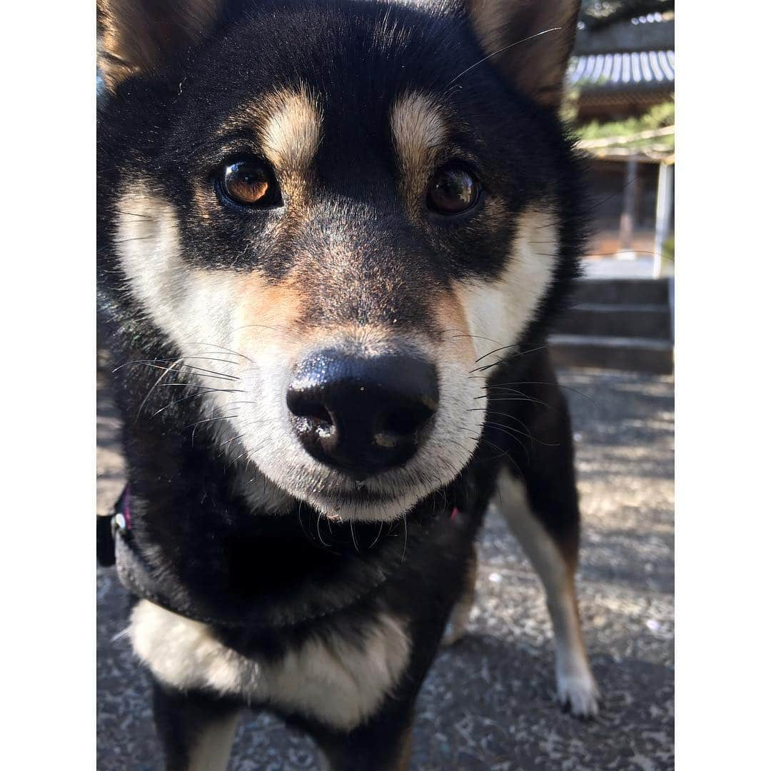 梅山茜さんのインスタグラム写真 - (梅山茜Instagram)「. ＊柴犬ちゃんたちっ🐕＊ 今日のゴジカル！はインスタ映え柴犬📷と題して #マメスケざえもん くんや #べりやん など 県内の愛くるしい柴犬たちをご紹介しました🌸 先日私も#チャロちゃん と#小梅ちゃん ペア (小梅ちゃんは梅！とも呼ばれてて私が反応😂) #豆侍くん #御忠実ちゃん カップルに 実際に会ってきましたが もう可愛くて可愛くて犬好きの私としては 終始幸せなロケでした🐕💕 そしてなんとスタジオにはその中からチャロちゃんが 遊びに来てくれましたっ🐶 特技のリンリン🛎も披露してくれてスタジオ中大興奮❤️ 癒されました、、、！！！！！ また遊びに来てねっ🐩☀️ ちなみに#ワイヤーフォックステリア を飼ってました🐶 . #ゴジカル#アナウンサー#女子アナ#四国放送#柴犬#柴犬マニア#柴犬部#柴すたぐらむ#犬#いぬすたぐらむ #犬すたぐらむ#徳島#徳島柴犬#豆柴#徳島柴ちゃん会#花見#桜#梅#shibainu#shibastagram#dog#dogstagram」4月10日 23時31分 - umeyama_akane