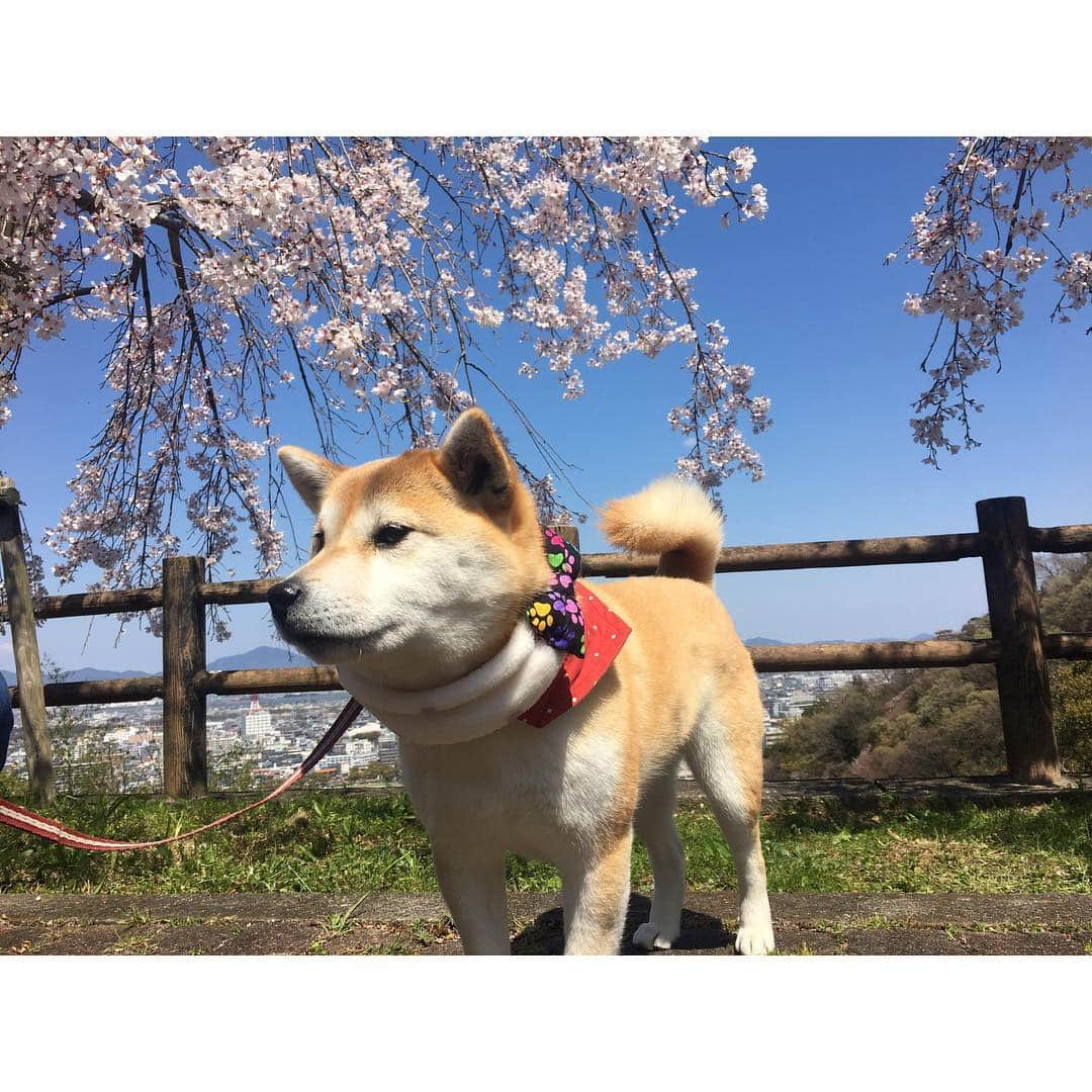 梅山茜さんのインスタグラム写真 - (梅山茜Instagram)「. ＊柴犬ちゃんたちっ🐕＊ 今日のゴジカル！はインスタ映え柴犬📷と題して #マメスケざえもん くんや #べりやん など 県内の愛くるしい柴犬たちをご紹介しました🌸 先日私も#チャロちゃん と#小梅ちゃん ペア (小梅ちゃんは梅！とも呼ばれてて私が反応😂) #豆侍くん #御忠実ちゃん カップルに 実際に会ってきましたが もう可愛くて可愛くて犬好きの私としては 終始幸せなロケでした🐕💕 そしてなんとスタジオにはその中からチャロちゃんが 遊びに来てくれましたっ🐶 特技のリンリン🛎も披露してくれてスタジオ中大興奮❤️ 癒されました、、、！！！！！ また遊びに来てねっ🐩☀️ ちなみに#ワイヤーフォックステリア を飼ってました🐶 . #ゴジカル#アナウンサー#女子アナ#四国放送#柴犬#柴犬マニア#柴犬部#柴すたぐらむ#犬#いぬすたぐらむ #犬すたぐらむ#徳島#徳島柴犬#豆柴#徳島柴ちゃん会#花見#桜#梅#shibainu#shibastagram#dog#dogstagram」4月10日 23時31分 - umeyama_akane