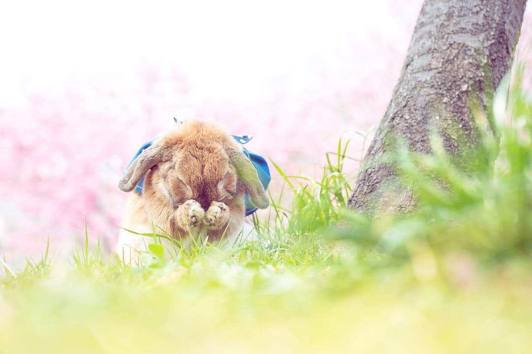 usagraphさんのインスタグラム写真 - (usagraphInstagram)「ミーチャのバースデイコメントありがとうございます❤️ 桜の中でお礼ポーズ✨ みなさまの言葉のパワーで今年も元気に過ごせるはずです☺️ ＊ ＊ ＊ #うさぎ #rabbit #bunny #ふわもこ部  #WeeklyFluff #igersjp  #instabunnies #tokyocameraclub #東京カメラ部  #bunnystagram  #今日もX日和  #うさぎ部 #ホーランドロップ #hollandlop  #アニマル写真部  #ファインダー越しの私の世界 #team_jp_西 #igers  #ig_japan」4月10日 23時39分 - usagraph