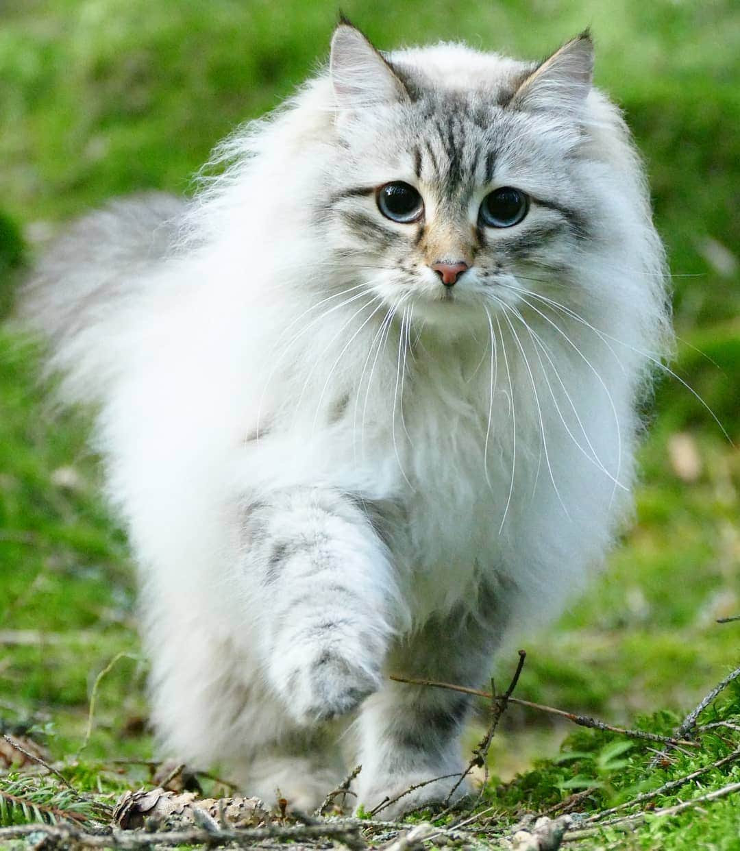 Floraさんのインスタグラム写真 - (FloraInstagram)「Look, only three paws!😹☀️ #cats_of_instagram #kattunge #dailyfluff #bestanimal #excellent_cats #katter #bestcats_oftheworld #igcutest_animals #cat_features #cutepetclub #fluffypack #katt #bestmeow  #weeklyfluff #meow #AnimalAddicts #kittycat #cat #cats #kitten #kittens #kawaii #instacat #calico #neko #winter #snow #2019 #sibiriskkatt #siberiancat」4月10日 23時39分 - fantasticflora