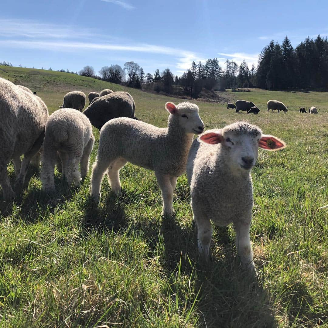 クリス・プラットさんのインスタグラム写真 - (クリス・プラットInstagram)「Still trying to figure out exactly how many sheep we have. Every time I try to count them, (I get close to a hundred-fifty or so) I end up falling asleep. Damn near ran over Katherine with the tractor.」4月10日 23時40分 - prattprattpratt