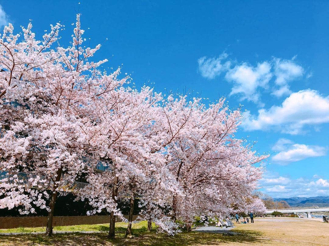 内田絢子さんのインスタグラム写真 - (内田絢子Instagram)「京都 鴨川河川敷の桜。満開でどこまでも歩いても、心踊る景色が続いていたなぁ。  #京都桜 #鴨川の桜 #鴨川河川敷 #京都桜散策 #京都散策 #春の京都 #桜コレクション」4月10日 23時46分 - uccijun