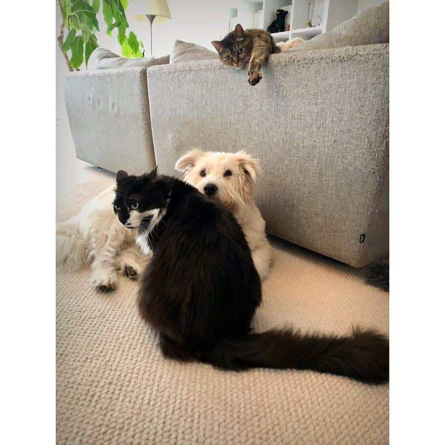 黒田知永子さんのインスタグラム写真 - (黒田知永子Instagram)「お3人さま🐈🐕🐈 ２枚目はとろさんに甘えてるところを写真に撮られて、ご気分を害されてるごまちゃん☺︎ #cat #猫#ねこ #dog#犬#いぬ #黒田ごま #黒田とろろ #黒田むぎ #黒田知永子  #chiekokuroda」4月10日 23時58分 - kuroda_chieko