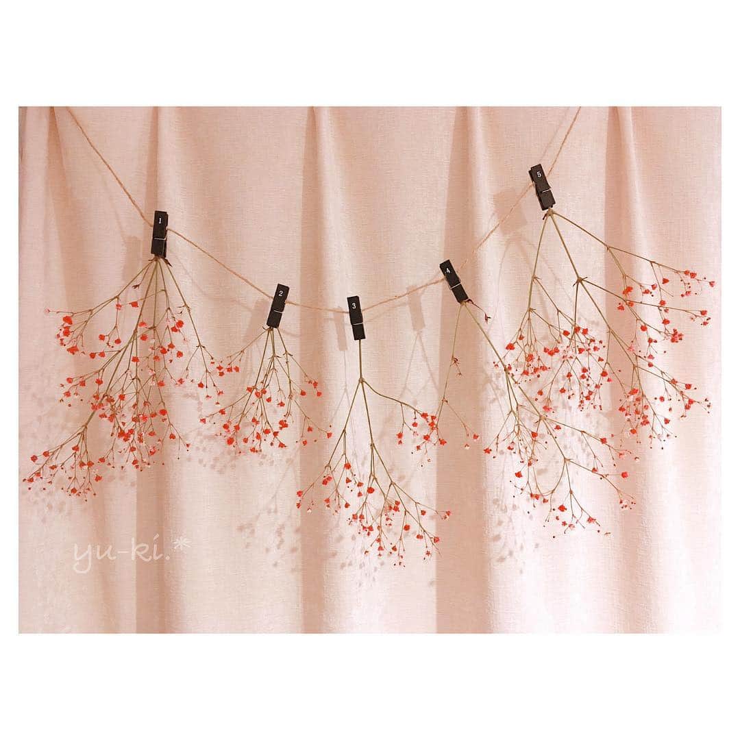 のインスタグラム：「. すてき色のかすみ草。 ドライフラワーに変身中♡. * . かわいい( *´` )♡ . #flowers #driedflowers #gypsophila #pink #cute #kawaii #お花 #ドライフラワー #かすみ草 #ピンク #かわいい #かわいすぎる」