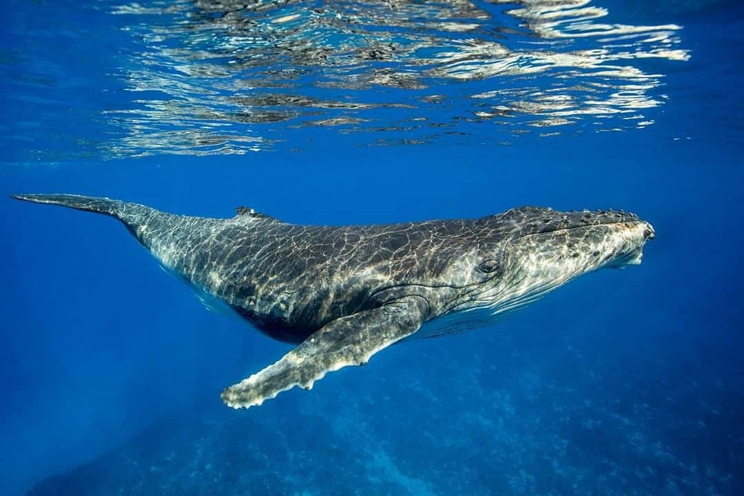 ナショナルジオグラフィックさんのインスタグラム写真 - (ナショナルジオグラフィックInstagram)「Photo by @brianskerry | A newborn humpback whale calf swims just beneath the surface of the water off of Tonga in the South Pacific. Humpbacks migrate to these warm waters in winter from their summer feeding grounds in Antarctica. While in these warmer waters, females give birth following a nearly year-long gestation period. For the first year of its life, the calf will learn everything necessary to survive from its mother. Follow@BrianSkerry for more images of whales and other marine wildlife. #humpbackwhales #tonga #whaleculture #planetofthewhales #smartanimals」4月11日 0時03分 - natgeo