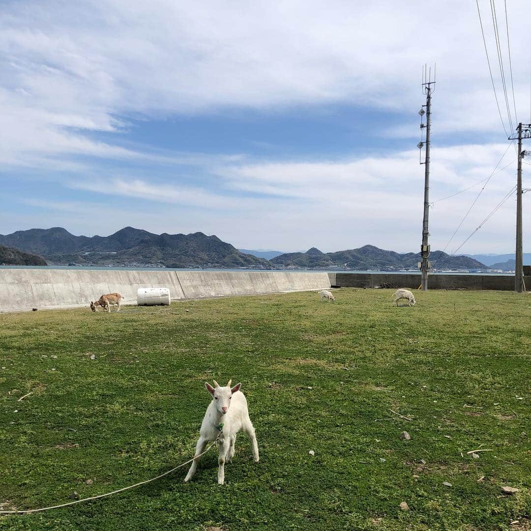 唐川美音さんのインスタグラム写真 - (唐川美音Instagram)「* 先日、大好きな島「志々島」へ ロケに行ってきました！ 実は去年おばあちゃんの台所で 郷土料理「おひら」を教えてくださった 孝子おばあちゃんが暮らす島。 今回は、おばあちゃんが数年前に作った 天空の花畑を案内していただきました✨ 息をのむほど美しい光景。 おばあちゃんの想いが詰まった花畑でした🌸 あなたにまた会えたのが 1番嬉しいと言ってくれた孝子おばあちゃん。 この仕事をしていて良かったと、 心から思った1日でした♡  この天空の花畑は 今週土曜13日放送の 「どようDEど〜よ」で紹介予定です♪  #志々島#おばあちゃん#再会#天空の花畑#ハイジのようなブランコ#美しい瀬戸内海#大楠#島にヤギ#大好きな場所」4月11日 0時12分 - mio_karakawa