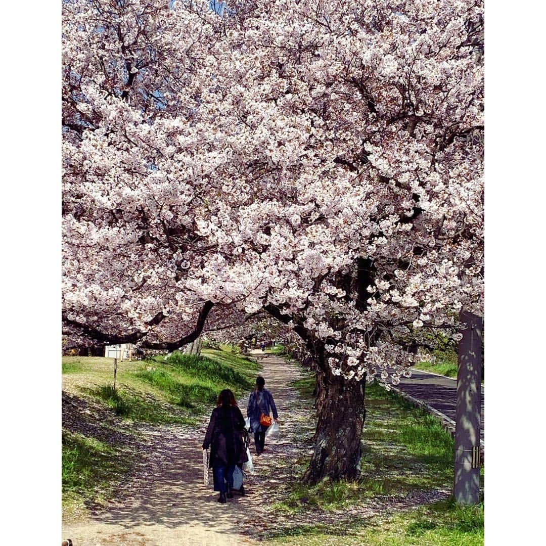 田澤友子さんのインスタグラム写真 - (田澤友子Instagram)「ギリギリ間に合ったお花見。 ・ 今年は思いのほか長く楽しめたけど、 昨日・今日の雨でずいぶんと散ってしまったかな…？ ・ 愛すべき甥っ子にとって初めての桜。 ・ 赤ちゃんながらも、桜を見上げて 嬉しそうに手を振っていました。 ・ やっぱり美しいものには、人を惹きつける パワーがあるんですね。 ・ 来年もまたこの穏やかな風景が観られますように♡ ・ ・ #桜 #さくら #sakura  #平成最後の桜  #散りゆく桜  #ピンクの絨毯  #甥っ子 #もうすぐ1歳  #おばばか  #松山 #松山市 #愛媛 #matsuyama #ehime」4月11日 0時16分 - tomo_tazawa