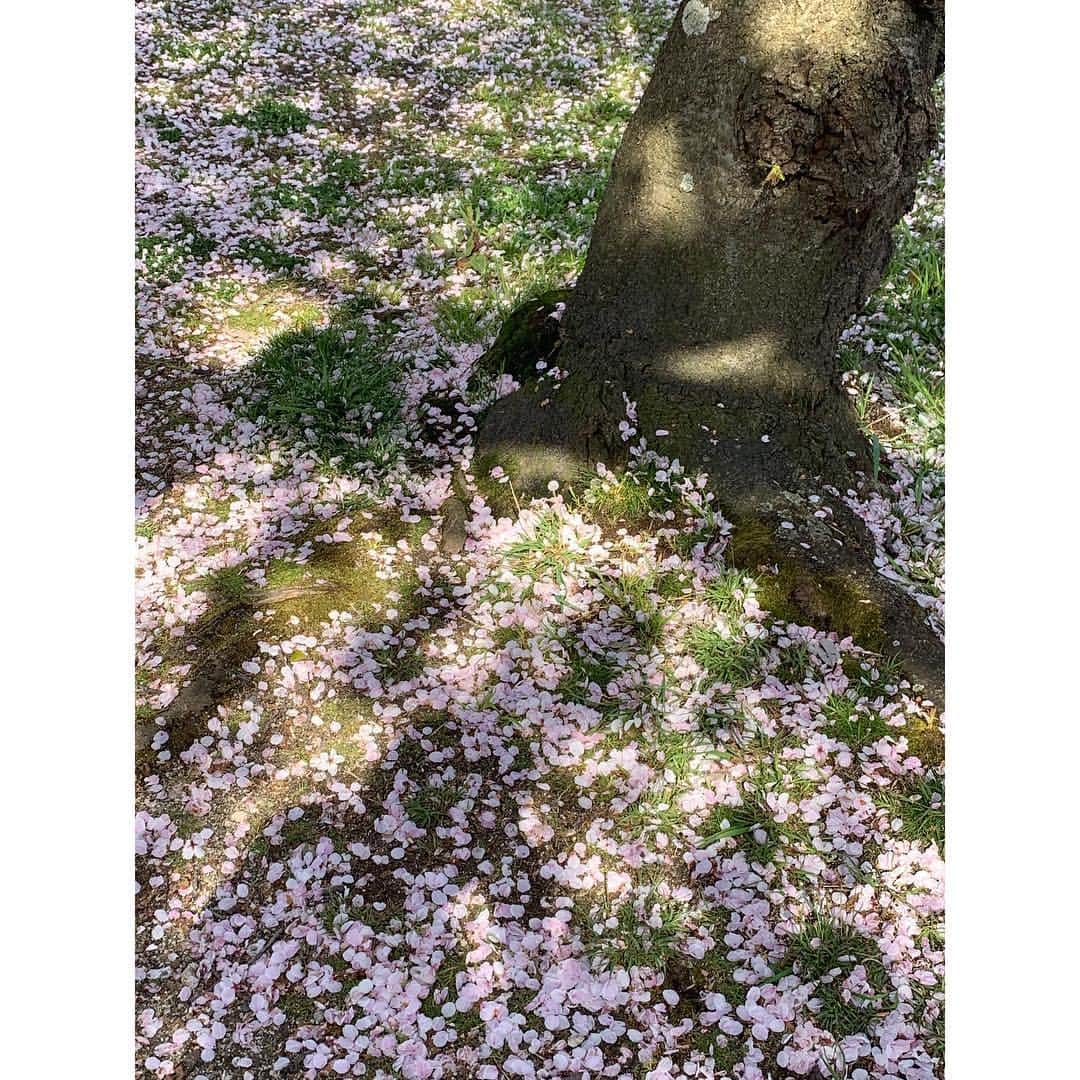 田澤友子さんのインスタグラム写真 - (田澤友子Instagram)「ギリギリ間に合ったお花見。 ・ 今年は思いのほか長く楽しめたけど、 昨日・今日の雨でずいぶんと散ってしまったかな…？ ・ 愛すべき甥っ子にとって初めての桜。 ・ 赤ちゃんながらも、桜を見上げて 嬉しそうに手を振っていました。 ・ やっぱり美しいものには、人を惹きつける パワーがあるんですね。 ・ 来年もまたこの穏やかな風景が観られますように♡ ・ ・ #桜 #さくら #sakura  #平成最後の桜  #散りゆく桜  #ピンクの絨毯  #甥っ子 #もうすぐ1歳  #おばばか  #松山 #松山市 #愛媛 #matsuyama #ehime」4月11日 0時16分 - tomo_tazawa
