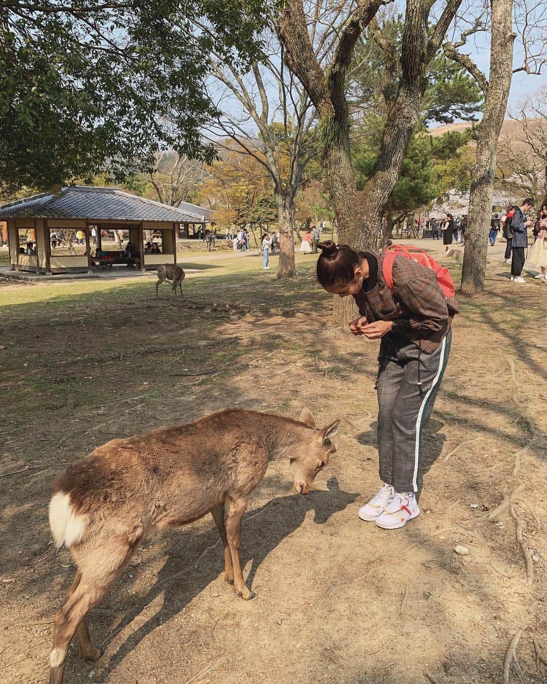 ミーガン・ヤングさんのインスタグラム写真 - (ミーガン・ヤングInstagram)「The deer all ran towards us as we held the freshly bought crackers. There was only one type of cracker that you could buy from vendors and it was just for the deer. They would ask for food by doing a sort of bow which was very cute - but some would get agressive if you were a second too late in feeding them haha! We fed some deer as we walked around Nara Park, saw amazing architecture and ended the afternoon by sitting under the cherry blossoms 🌸 we were able to do so much during our time in Japan and my favorite #KlookSpringFling memory for this trip has to be, just enjoying having snacks under the cherry blossoms. 😍 @klooktravel_ph made the trip hassle-free as it was so easy to book the activities, car rentals and even wifi rentals 💖 if you're traveling to Japan soon, check out #KlookBlossomSeasonSale and the last photo for more details 🌸」4月11日 0時17分 - meganbata