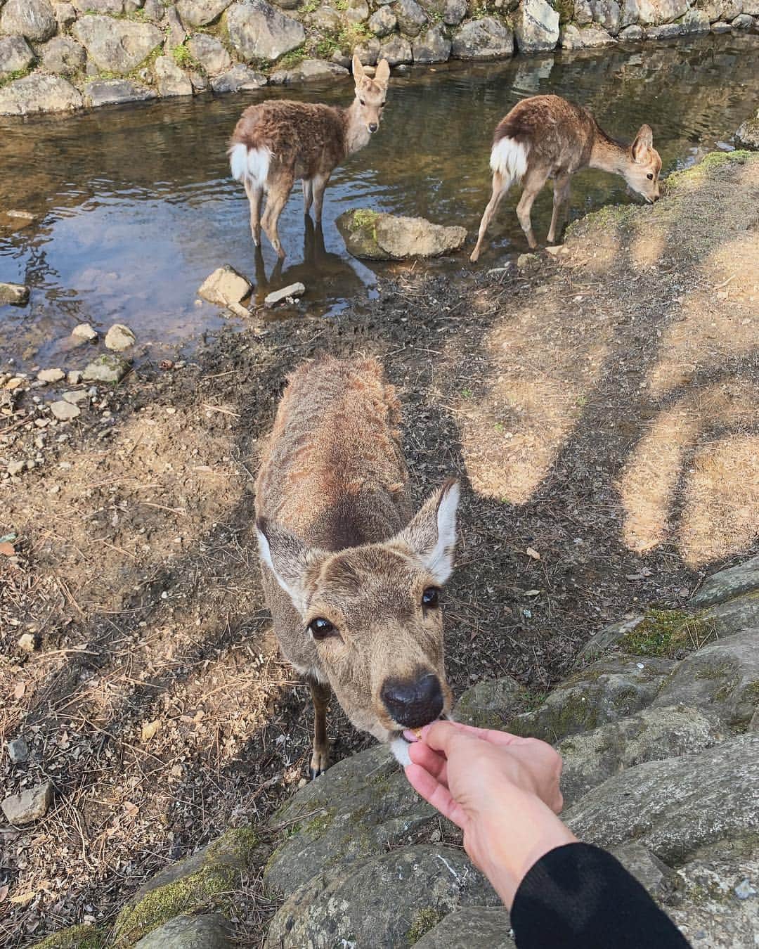 ミーガン・ヤングさんのインスタグラム写真 - (ミーガン・ヤングInstagram)「The deer all ran towards us as we held the freshly bought crackers. There was only one type of cracker that you could buy from vendors and it was just for the deer. They would ask for food by doing a sort of bow which was very cute - but some would get agressive if you were a second too late in feeding them haha! We fed some deer as we walked around Nara Park, saw amazing architecture and ended the afternoon by sitting under the cherry blossoms 🌸 we were able to do so much during our time in Japan and my favorite #KlookSpringFling memory for this trip has to be, just enjoying having snacks under the cherry blossoms. 😍 @klooktravel_ph made the trip hassle-free as it was so easy to book the activities, car rentals and even wifi rentals 💖 if you're traveling to Japan soon, check out #KlookBlossomSeasonSale and the last photo for more details 🌸」4月11日 0時17分 - meganbata