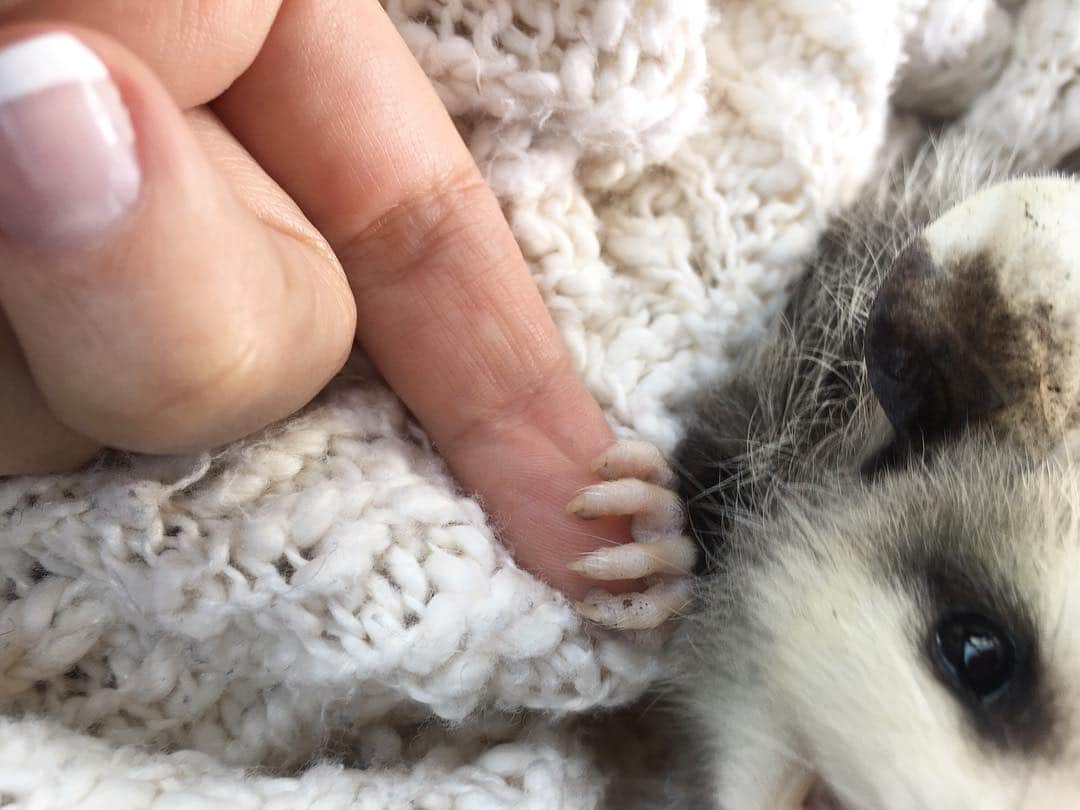 モービーさんのインスタグラム写真 - (モービーInstagram)「You can spend your life studying theology and meditating and going on retreats and searching for the meaning of life, or you can look at this picture of a baby possum holding my friend Lindsay’s finger. If a spiritual practice doesn’t involve kindness and vulnerability it should be thrown away. @linzanddex11」4月11日 0時18分 - moby