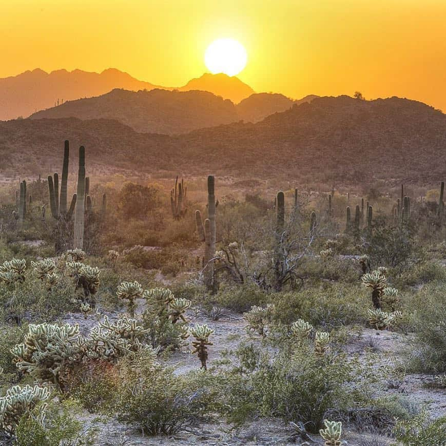 アメリカ内務省さんのインスタグラム写真 - (アメリカ内務省Instagram)「Sonoran Desert National Monument in #Arizona is a magnificent example of untrammeled #desert. Within one of the most biologically diverse North American deserts, the most striking aspect of the monument’s plant community is the extensive saguaro cactus forest. The monument also contains three mountain ranges all separated by wide valleys. Visitors can explore wilderness areas and remnants of several important historic trails and have all the fun under the sun. Photo by Bob Wick, Bureau of Land Management (@mypubliclands). #travel #publiclands #usinterior」4月11日 0時20分 - usinterior