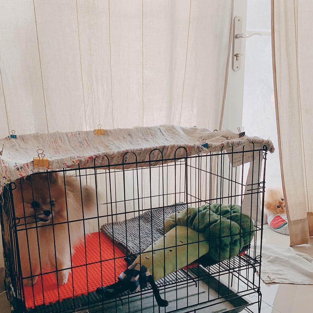 r_oseのインスタグラム：「My favorite 🦊〰️」