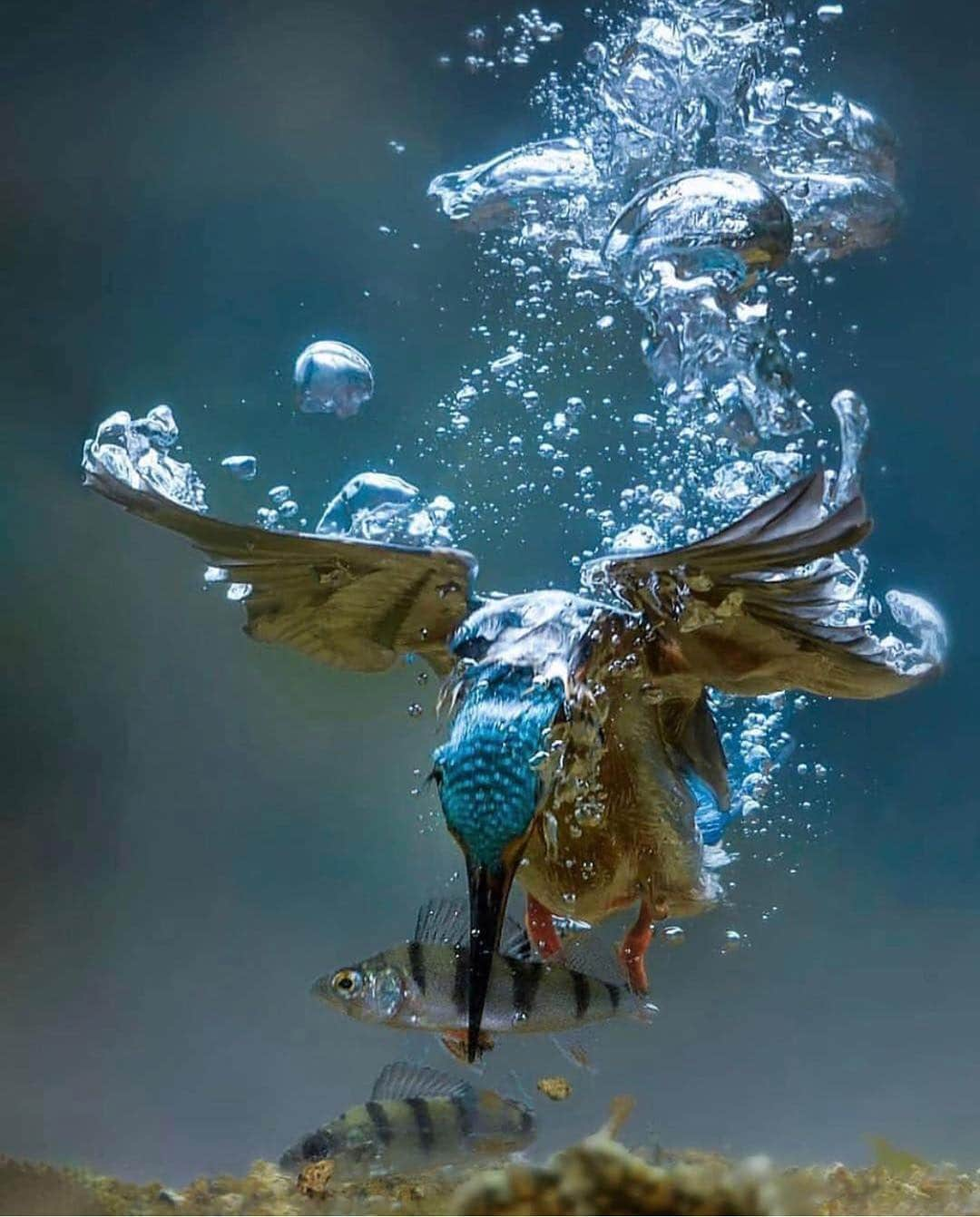 Earth Picsさんのインスタグラム写真 - (Earth PicsInstagram)「Lunch time! Photo by @jaaplabrijn」4月11日 0時35分 - earthpix