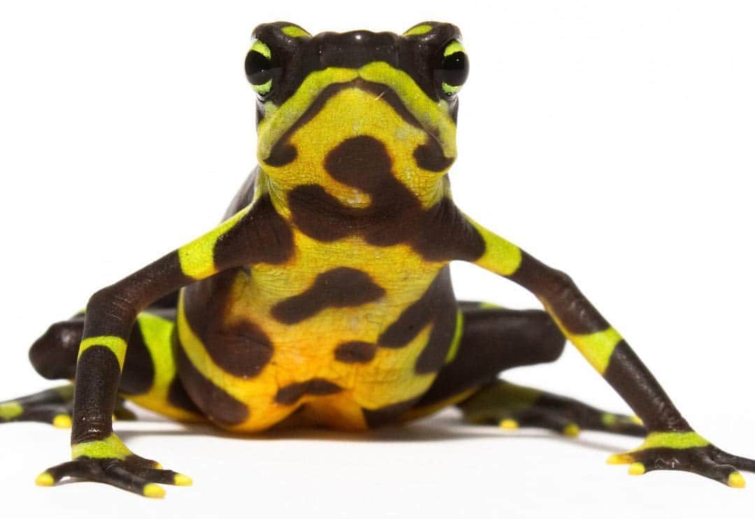 スミソニアン国立動物園さんのインスタグラム写真 - (スミソニアン国立動物園Instagram)「🐸🔬Stories about amphibians don’t always end with happily ever after, but scientists around the globe and at the Smithsonian Conservation Biology Institute are working together to rewrite frogs’ fate. 📗STORY: s.si.edu/2Geju05. (Link in bio.) 📧Animals ➡️Inbox: s.si.edu/2uJxYh1」4月11日 0時35分 - smithsonianzoo
