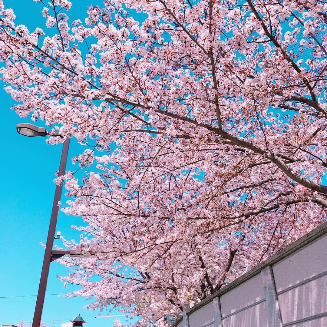 真琴さんのインスタグラム写真 - (真琴Instagram)「来年もまた見に行けるとよいです🥺」4月11日 0時40分 - makochan926