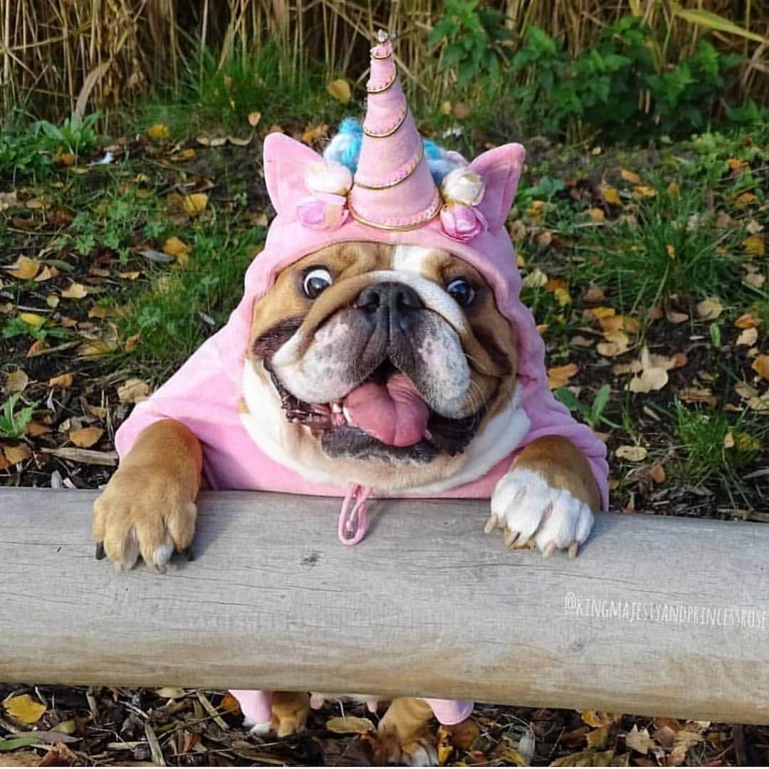 Bodhi & Butters & Bubbahさんのインスタグラム写真 - (Bodhi & Butters & BubbahInstagram)「When you’re this cute you don’t need #nationalunicornday 💅🏼 . . . . #bulldog #unicorn #cute #puppy #magic #love #pink #bestoftheday @kingmajesty_and_princessrose」4月11日 0時50分 - keonistuff