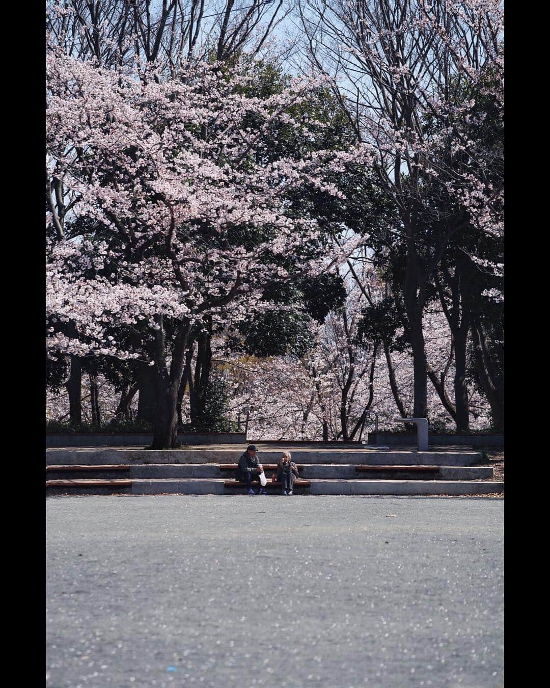 Shunsuke Miyatakeさんのインスタグラム写真 - (Shunsuke MiyatakeInstagram)「Talking about life under the Cherry Blossoms.」4月11日 0時58分 - casadetake