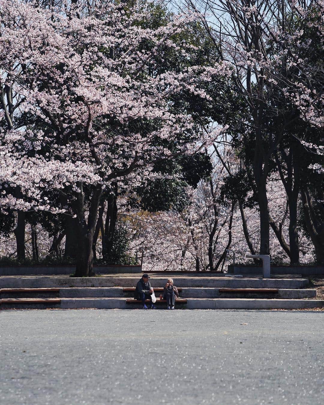 Shunsuke Miyatakeのインスタグラム：「Talking about life under the Cherry Blossoms.」
