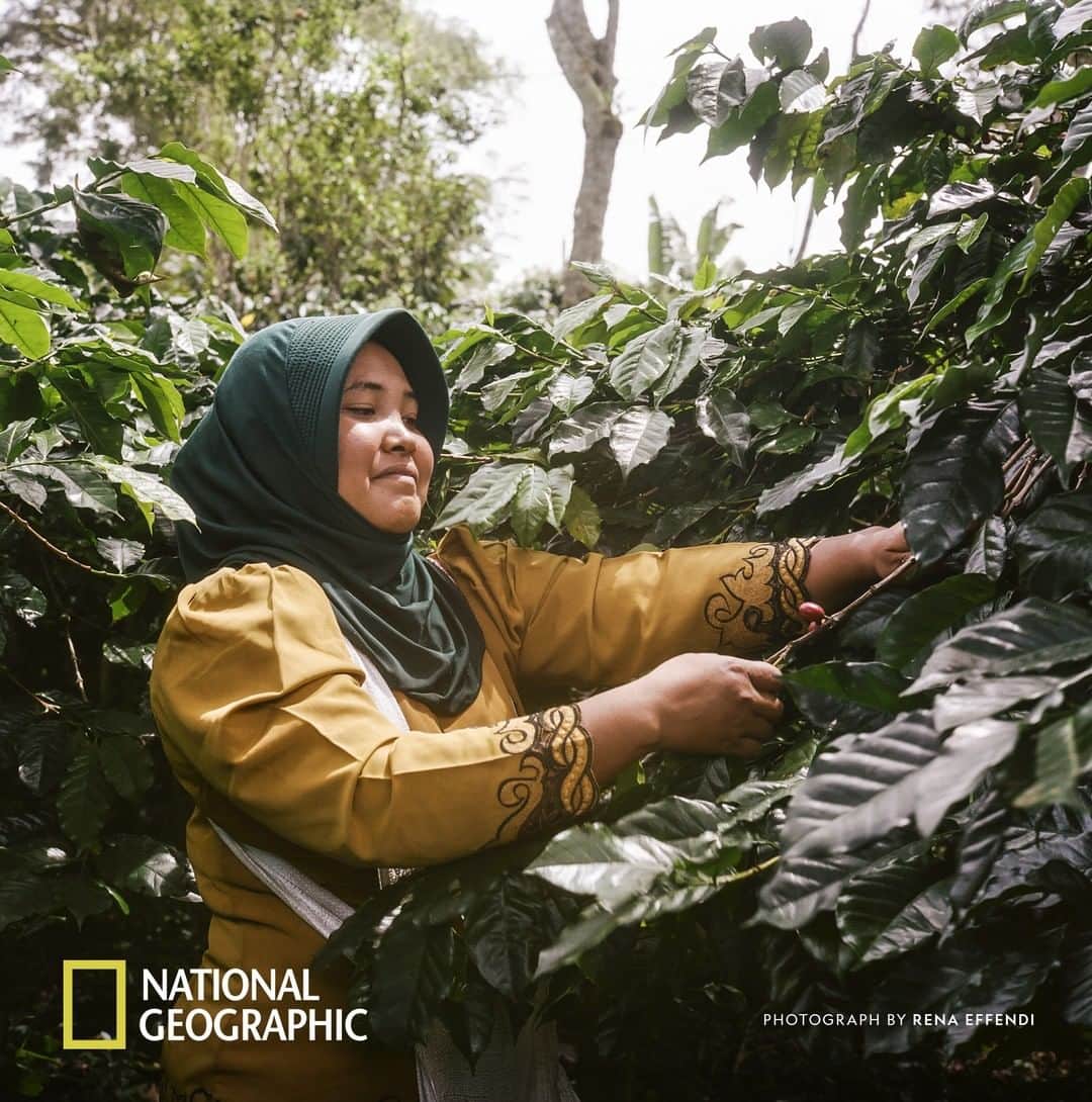 Nespressoさんのインスタグラム写真 - (NespressoInstagram)「Fallen for Master Origin Indonesia?  Discover how farmers have perfected the craft of wet-hulling to bring you a rich, highly exotic Arabica coffee. Find out more at https://on.natgeo.com/2JZCovP Content partner @NatGeo @renaeffendiphoto  #BeyondTheBean」4月11日 1時00分 - nespresso