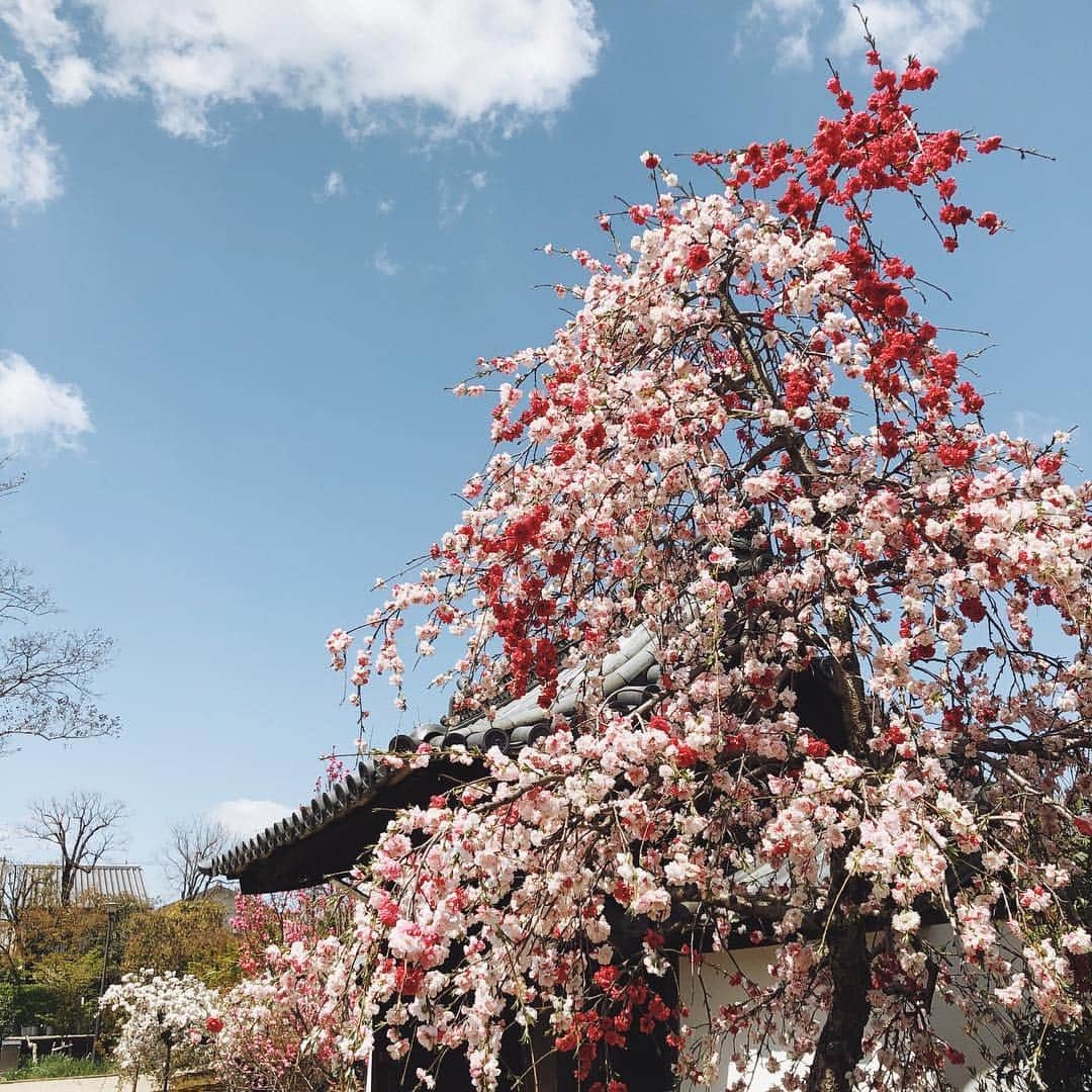 陣内勇人さんのインスタグラム写真 - (陣内勇人Instagram)「. 世界文化遺産 「元興寺」に 珍しい 紅白の咲き分けしだれ桃。 . 源氏の旗印が白 平家の旗印が赤 . そこから " 源平しだれ桃 " . 入口で おっちゃんが機嫌よく教えてくれた。 . #奈良 #nara #元興寺 #源平しだれ桃」4月11日 1時00分 - hayato.jinnouchi