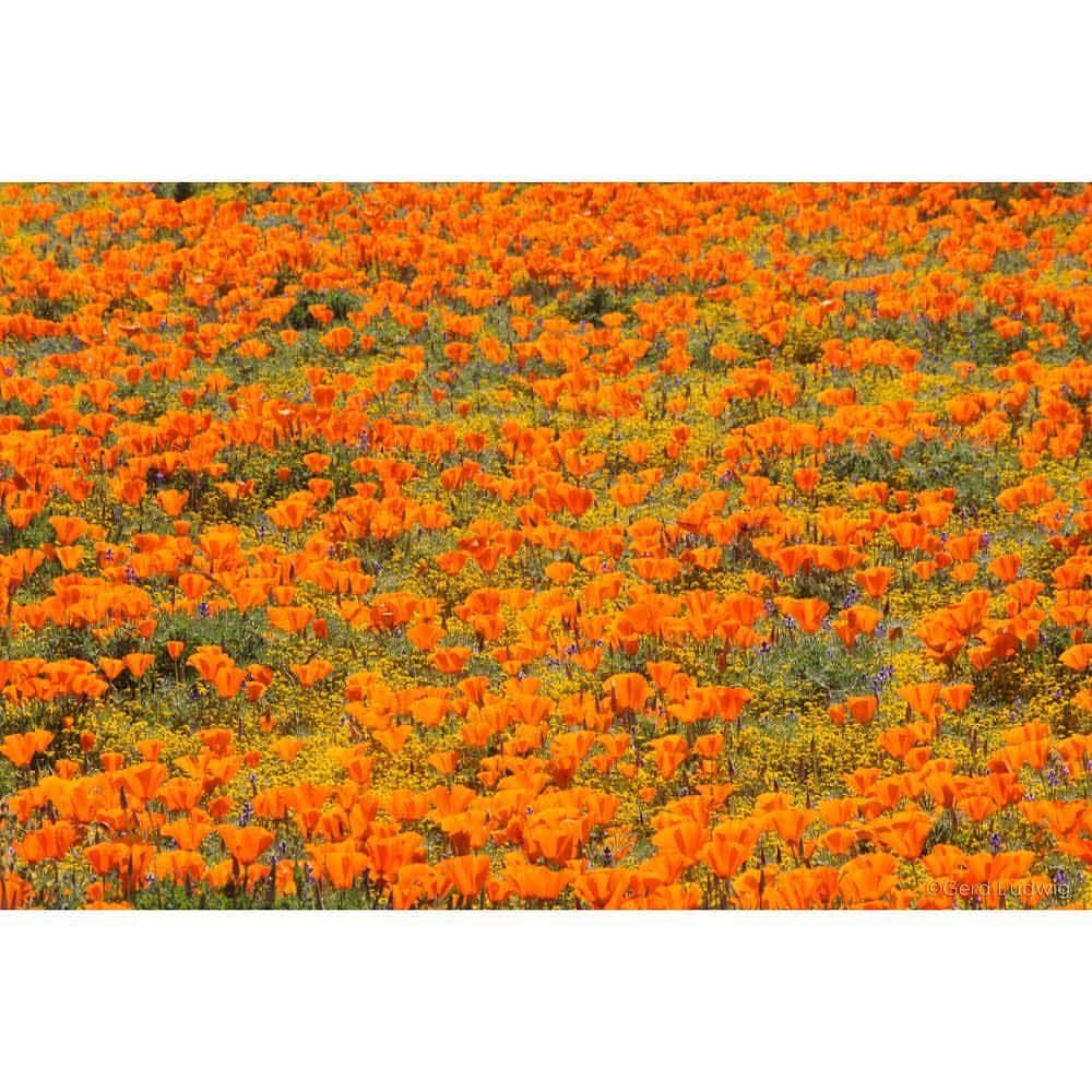 Gerd Ludwigさんのインスタグラム写真 - (Gerd LudwigInstagram)「Visitors take full advantage of photo opportunities from this year’s “super bloom” outside the limits of Antelope Valley Poppy Reserve, even posing beneath power lines.  This year’s wildflower bloom has drawn thousands to natural parks and preserves throughout Southern California—many just to take in the stunning sights and others who use the phenomenon as a subject in photographs. Inside the parks, however, people are being urged to stay on the pre-made paths when visiting, as poppies and other wildflowers can be easily destroyed by human activity.  @natgeo @natgeotravel @thephotosociety #California #superbloom #AntelopeValley #poppies」4月11日 1時01分 - gerdludwig