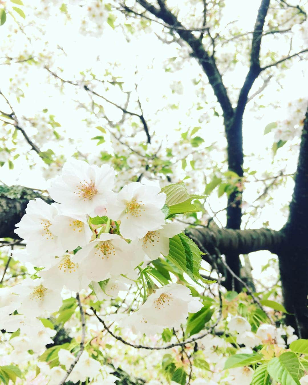 藤井惠さんのインスタグラム写真 - (藤井惠Instagram)「白い桜  #桜」4月11日 1時04分 - megumi_fujii