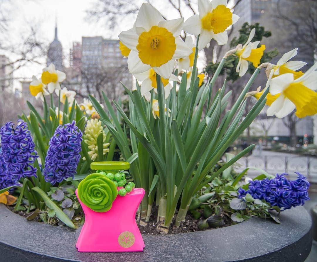 ボンド・ナンバーナインさんのインスタグラム写真 - (ボンド・ナンバーナインInstagram)「Madison Square Park—sparkling florals on a backdrop of crisp greens.  #bondno9 #bondno9ny #newyork #newyorkcity #nyc #madisonsquarepark #fragrance #perfume #love」4月11日 1時09分 - bondno9ny