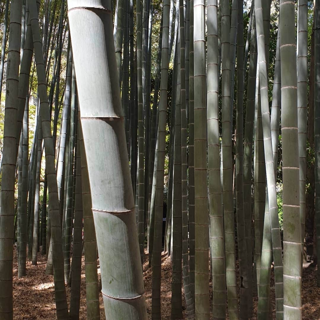 メリティナ・スタニウタさんのインスタグラム写真 - (メリティナ・スタニウタInstagram)「Bamboo 🌱 forest ! One of the most beautiful places I have ever been 😍 .  It reminds me a scene from legendary movie "House of flying daggers "🏔 ( if u didn't watch it - do it ) . And I have a question for you: which movie you can recommend?)) 🙏 ⠀ Одно из красивейших мест на земле , где мне удалось побывать 💚! Бамбуковая роща прямо как из фильма " Дом летающих кинжалов " .  Кстати,  о фильмах 🖥 .Посоветуйте , пожалуйста,  что хорошего посмотреть !  И вы не пожалеете 😉, если посмотрите эту эстетически прекрасную картину про самураев , любовь и битвы . ⠀ #japan #tokyo #kamakura #bamboo #bambooforest #forest #green #nature #greennature #planet #greenplanet #travel #traveljapan #traveltokyo #япония #токио #камакура」4月11日 1時14分 - melitinastaniouta