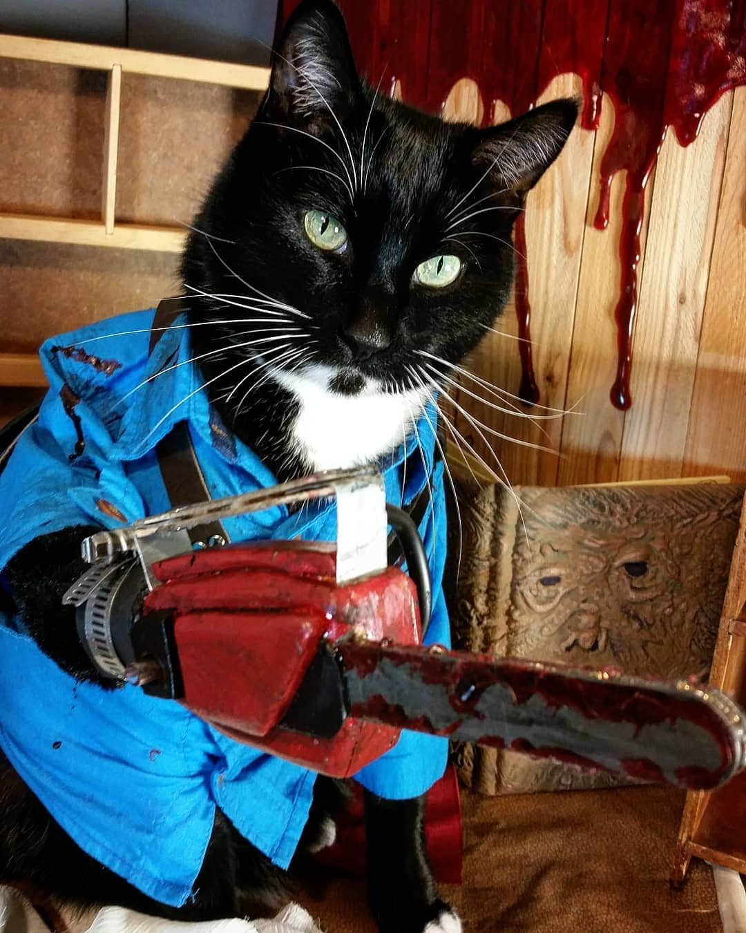 猫コスプレさんのインスタグラム写真 - (猫コスプレInstagram)「Cat vs Evil Dead  #EvilDead #AshWilliams #CatCosplay . . . . . . . . . . #evildeadcosplay #ash #ashcosplay #hailtotheking #horror #bmovie #horrorart #funny #humor #ashvsevildead #catcostume #funnycats #cosplay」4月11日 1時27分 - cat_cosplay